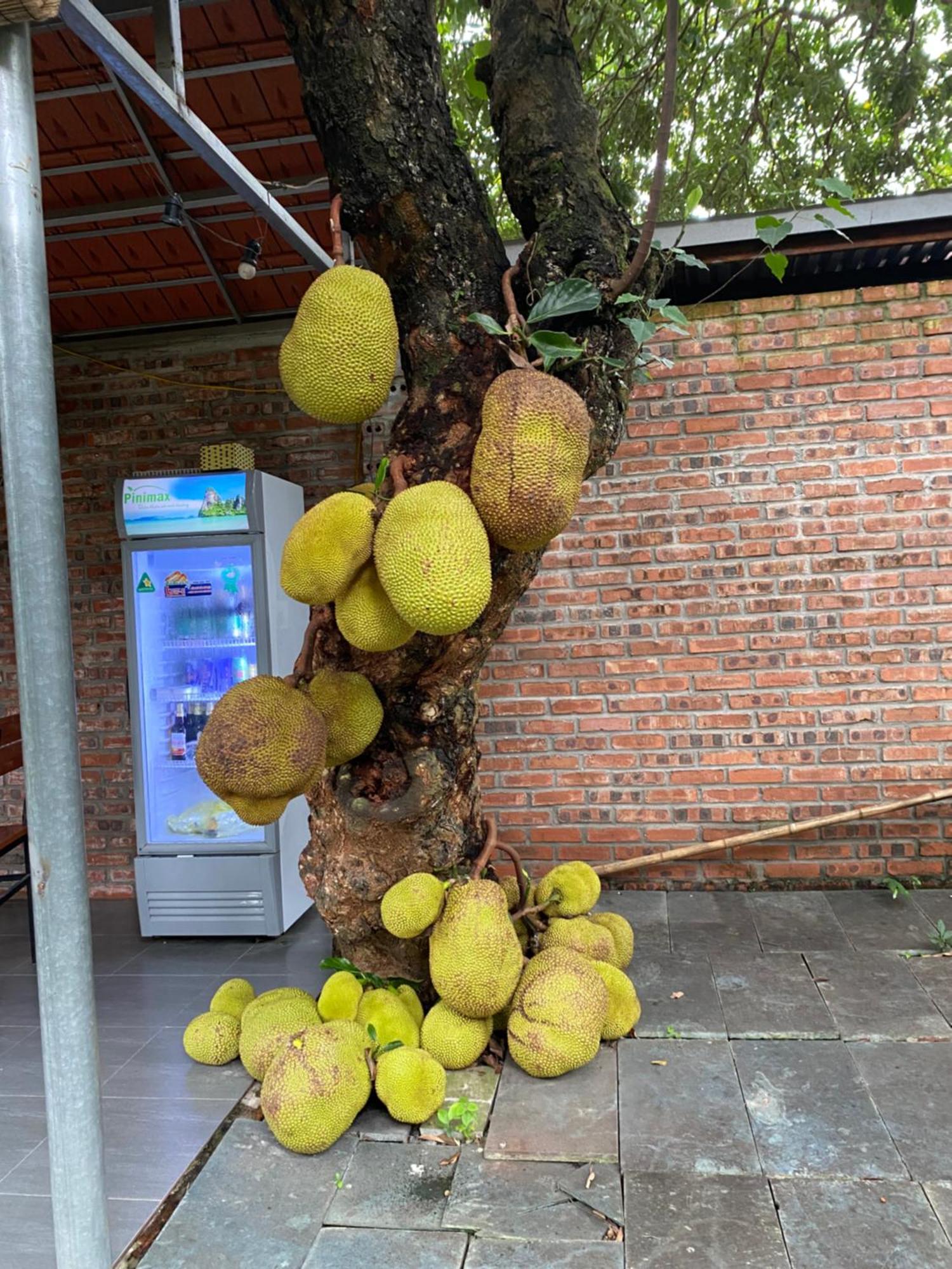 Nam Nhung Tam Coc Homestay ニンビン エクステリア 写真